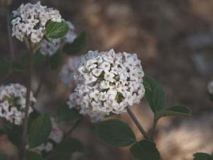 American-Spice-viburnum