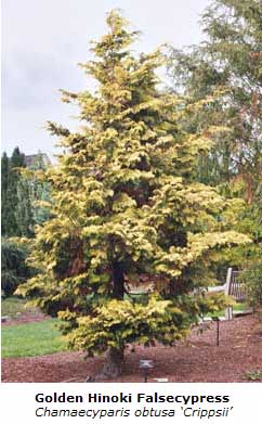 Crippsii Cypress