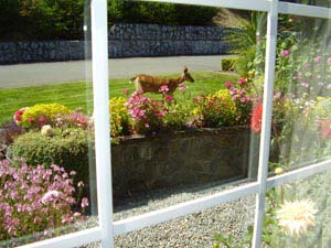  " my beautiful plants alive and well " 