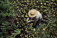 Plantskydd is pest protection for your garden