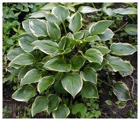 Hosta