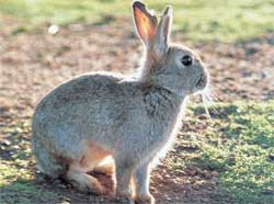 Jack Rabbit