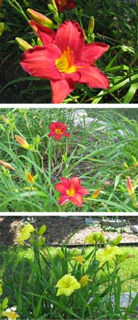lilies