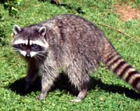 Raccoon