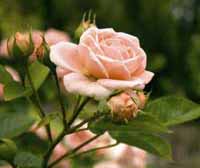 Roses