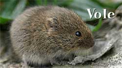  Controlling Voles(Common Field or Meadow Mouse)
