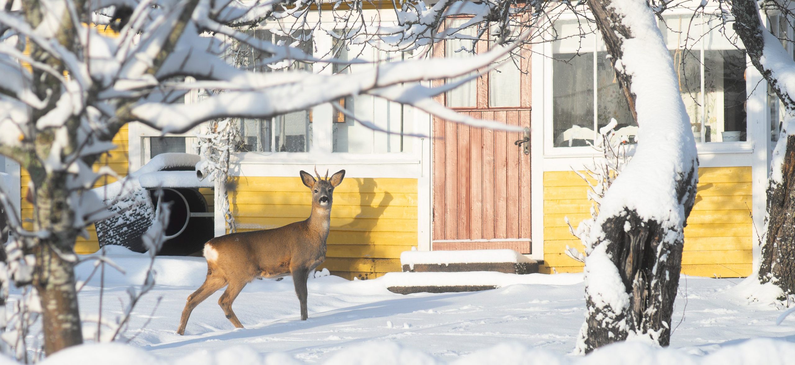 Don't let deer eat your trees and shrubs overwinter