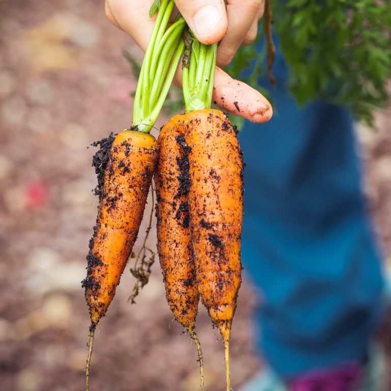 Plantskydd can be safely used on treating carrots
