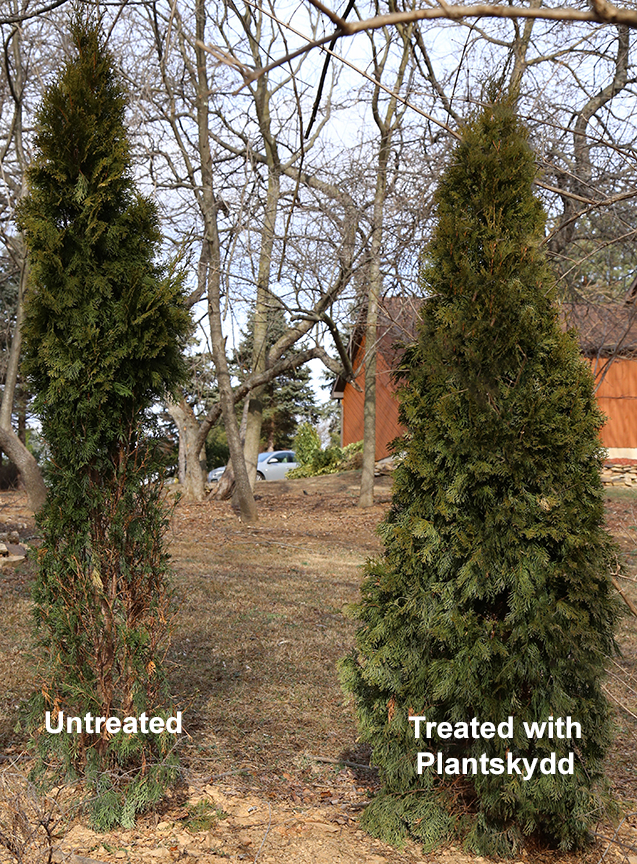 Plantskydd Deer Repellent protected the arborvitae on the right