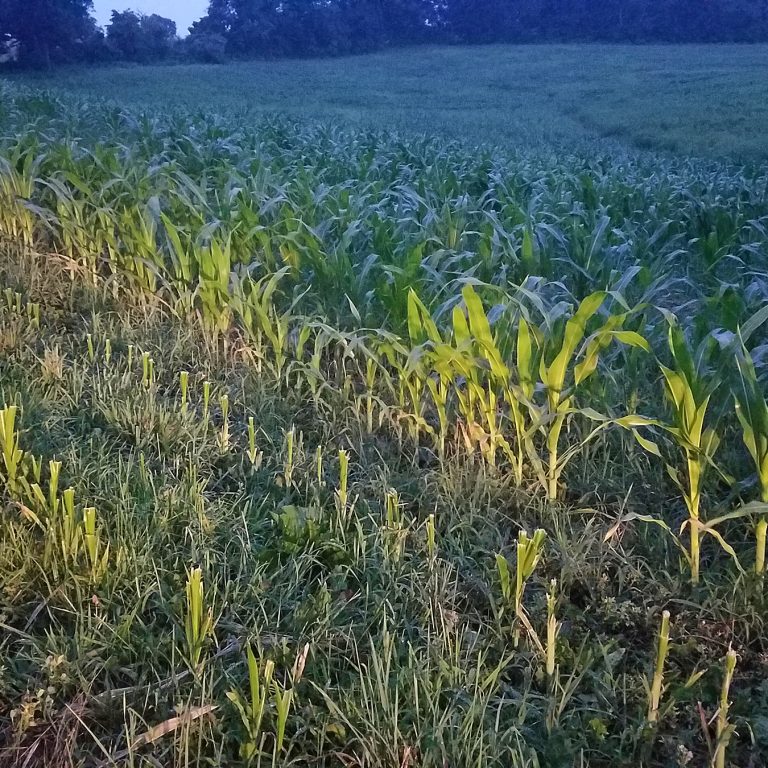 Example of deer damage in corn field