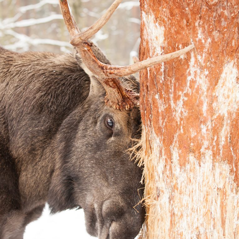 Use Plantskydd Deer Elk and Moose Repellent to prevent rubbing damage overwinter
