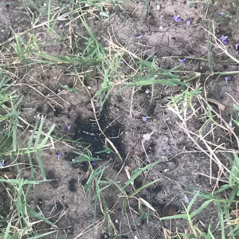 Rabbit damage to lawn