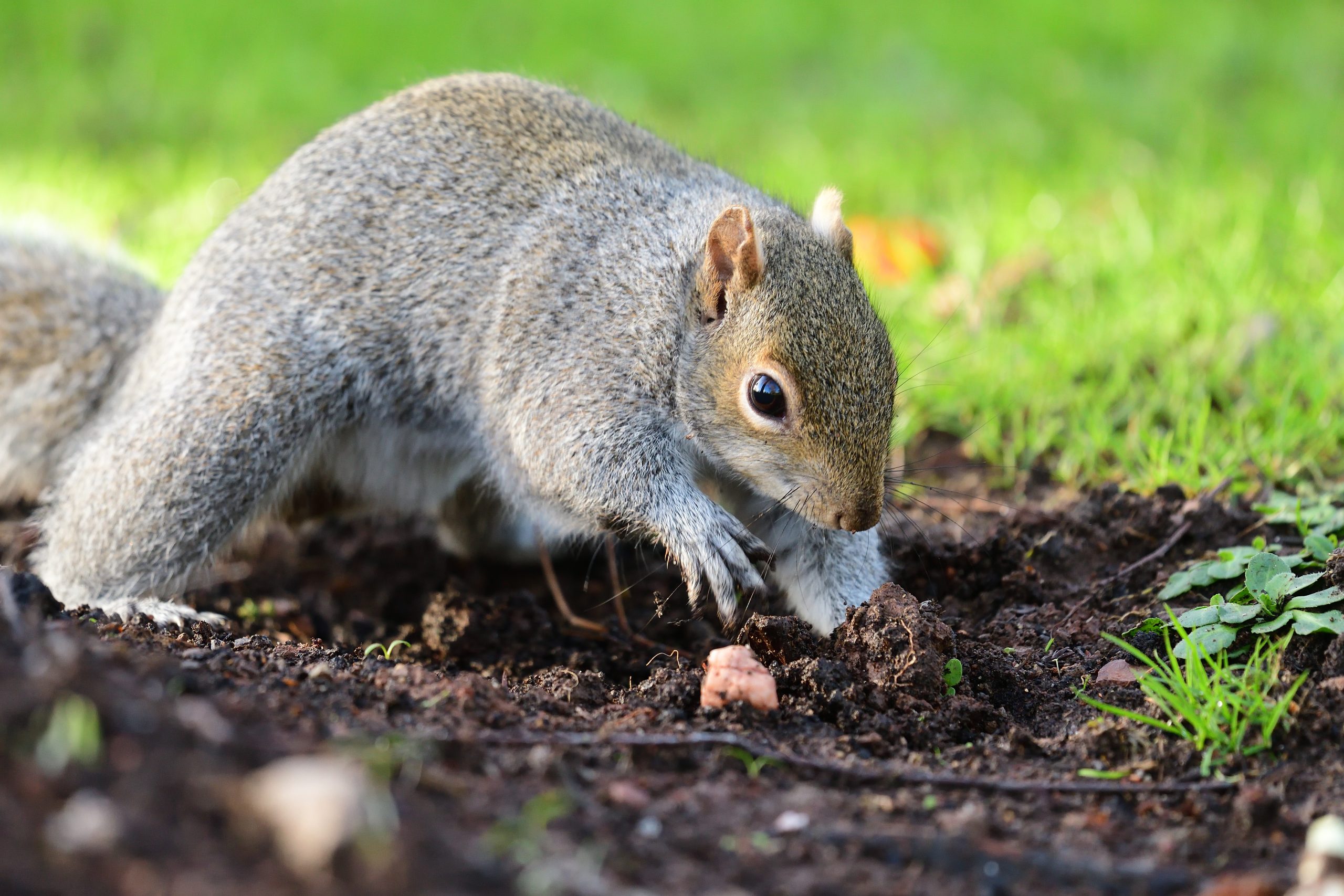 Plantskydd granular repellent will keep squirrels from digging in your yard