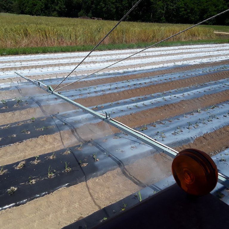 Sassafras Creek Farm 2020 sweet potato boom spray with Plantskydd Organic Deer Repellent
