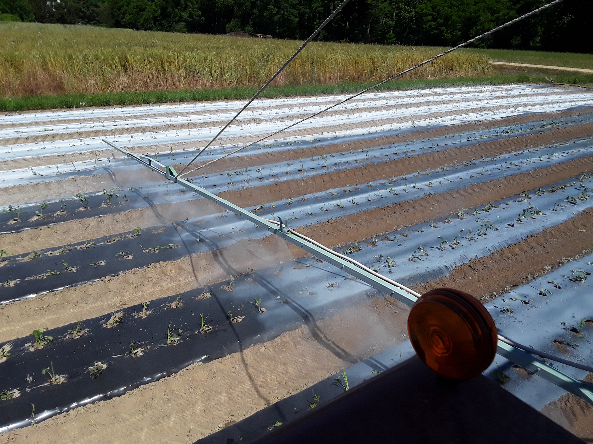 Sassafras Creek Farm 2020 sweet potato boom spray with Plantskydd Organic Deer Repellent