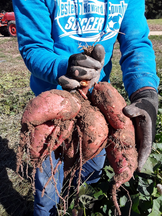 Sassafrass Farms 2020 sweet potato harvest - zero damage after treating with Plantskydd Organic Deer Repellent