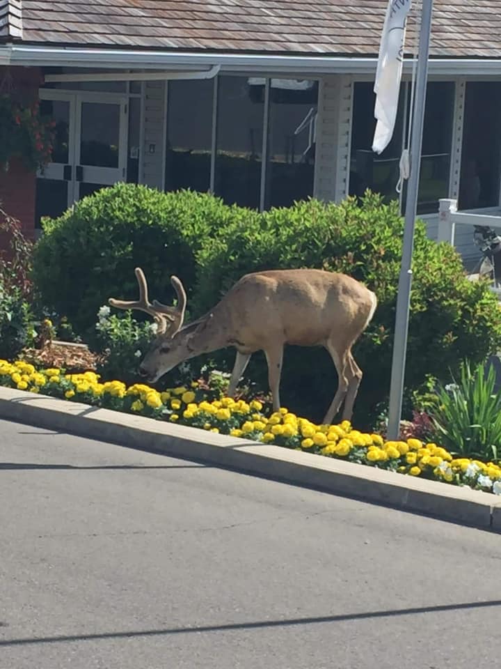 Plantskydd protects golf course from Elk 