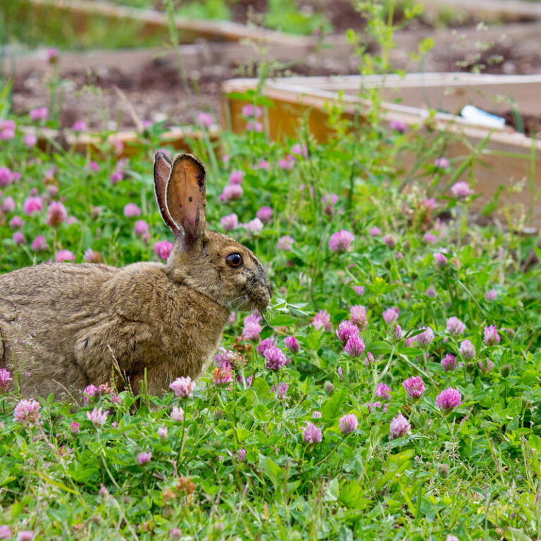 Protect your plants from browsing rabbits with Plantskydd